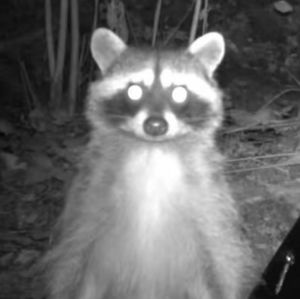 Meet your Posher, Mattie